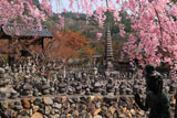 化野念仏寺 紅枝垂桜と西院の河原
