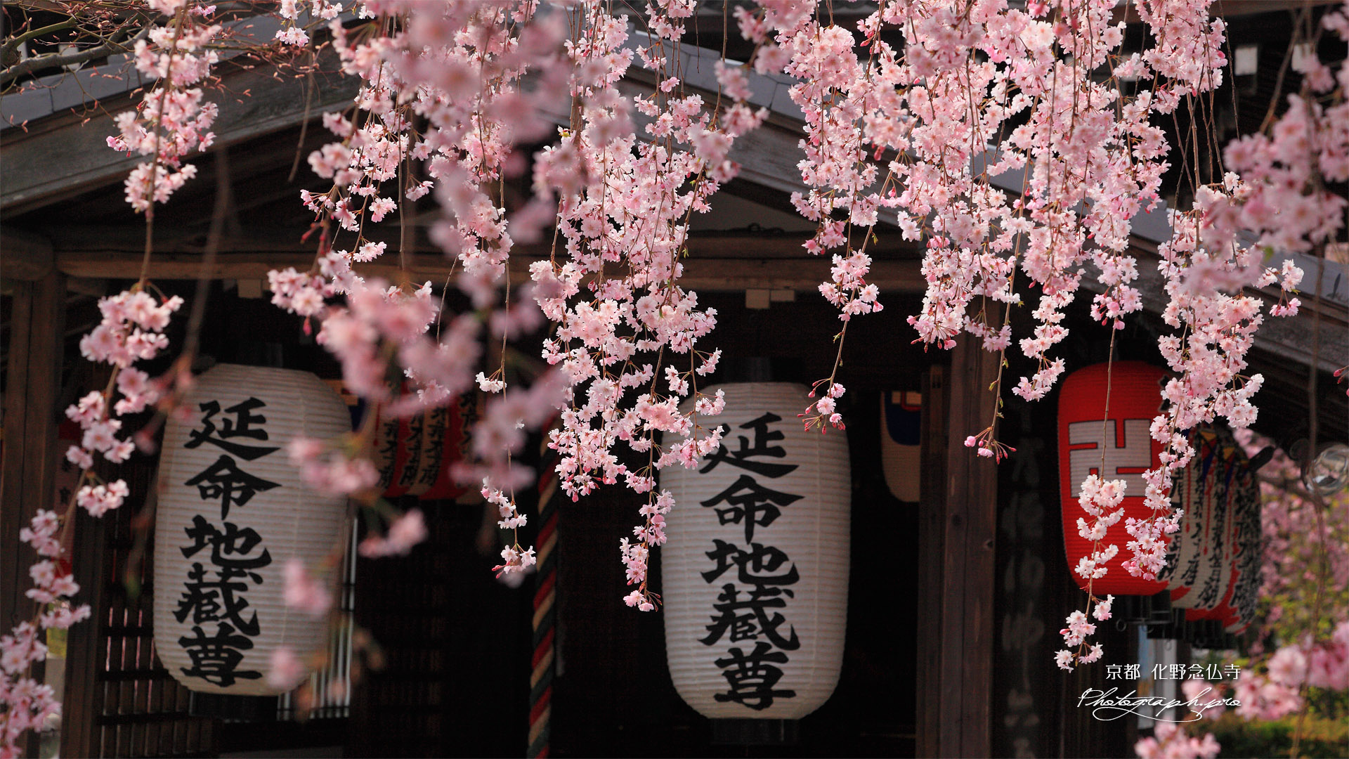 化野念仏寺 紅枝垂桜と延命地蔵堂