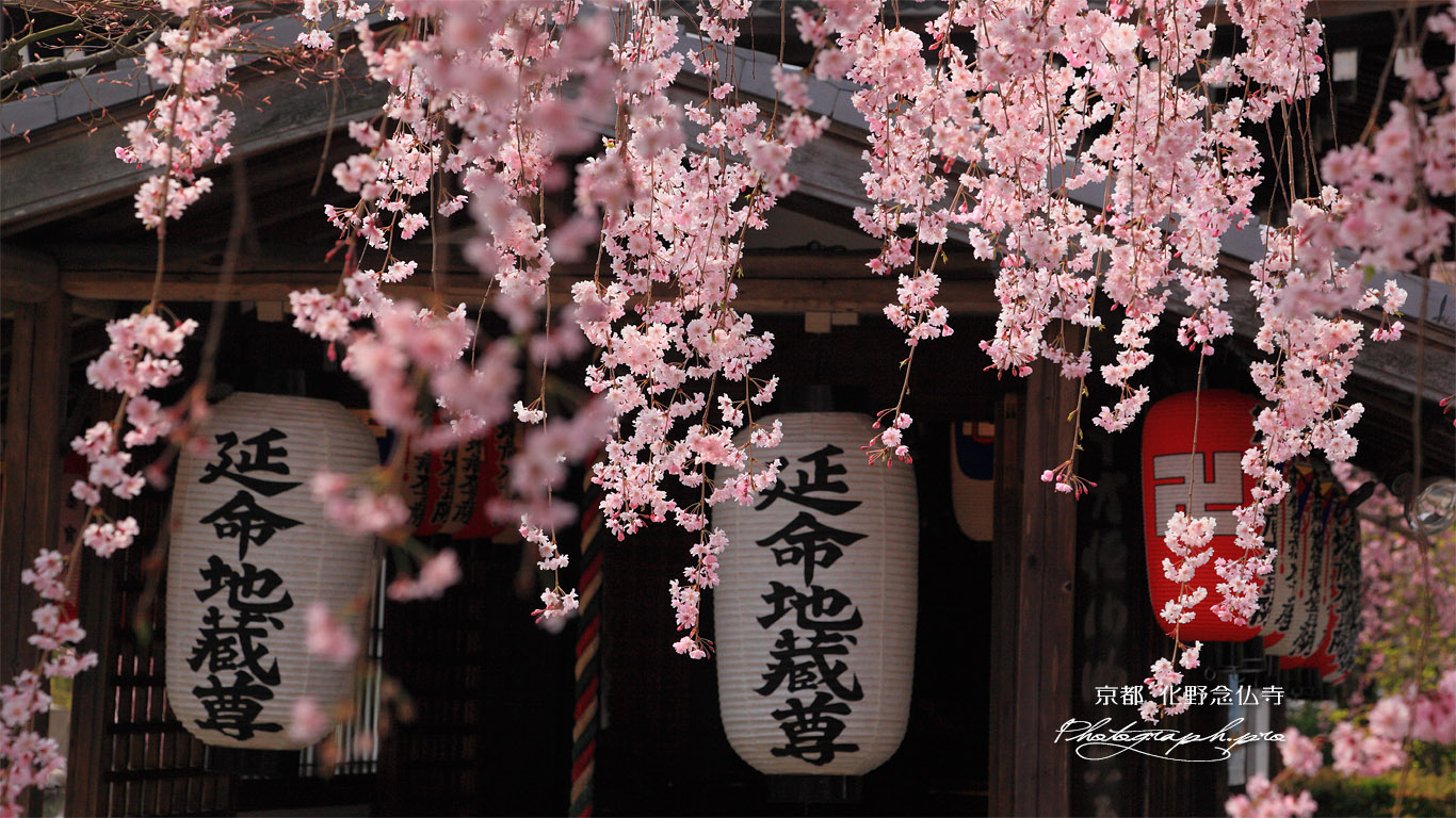 化野念仏寺 紅枝垂桜と延命地蔵堂 壁紙