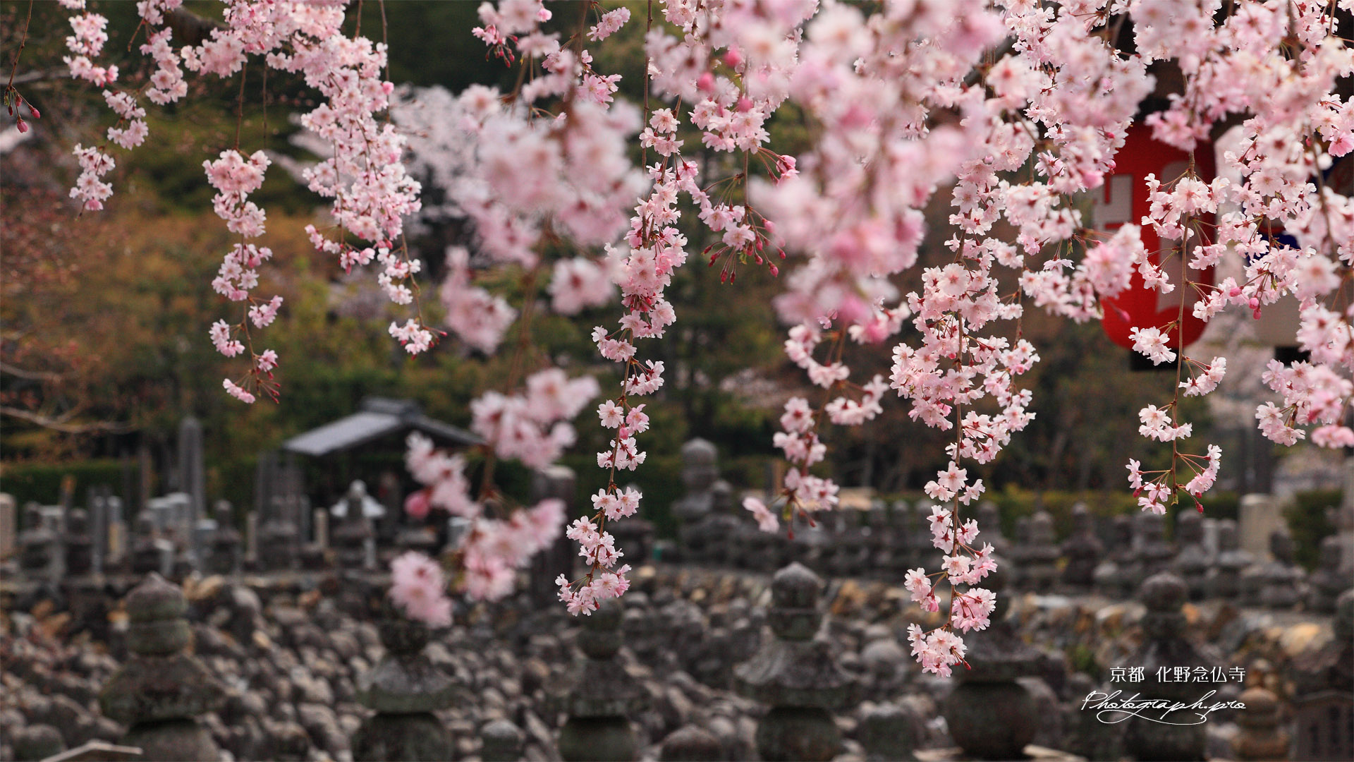 化野念仏寺 紅枝垂桜と賽の河原