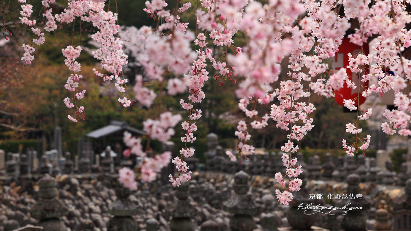 化野念仏寺 紅枝垂桜と賽の河原 壁紙