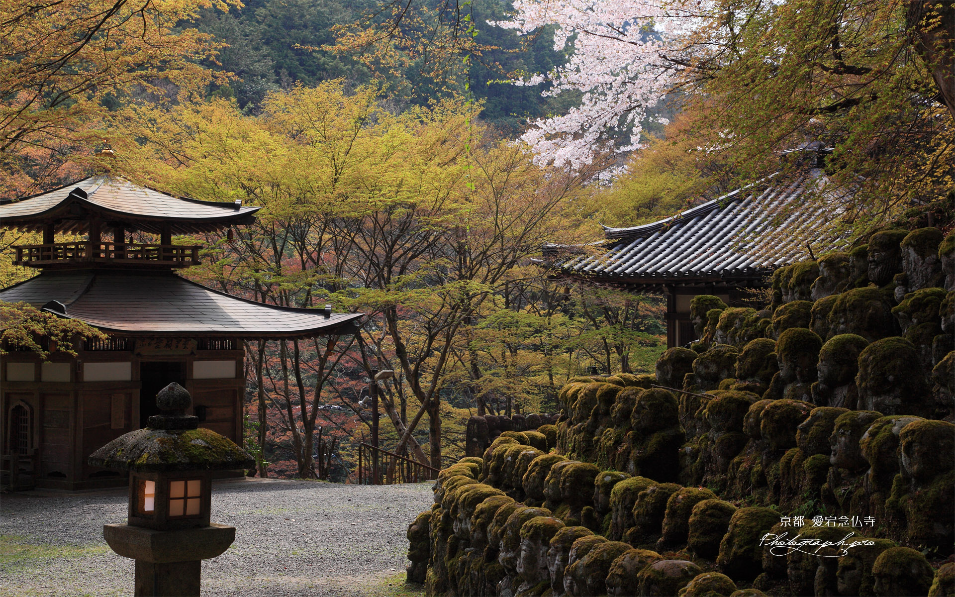 愛宕念仏寺の桜と萌える木々
