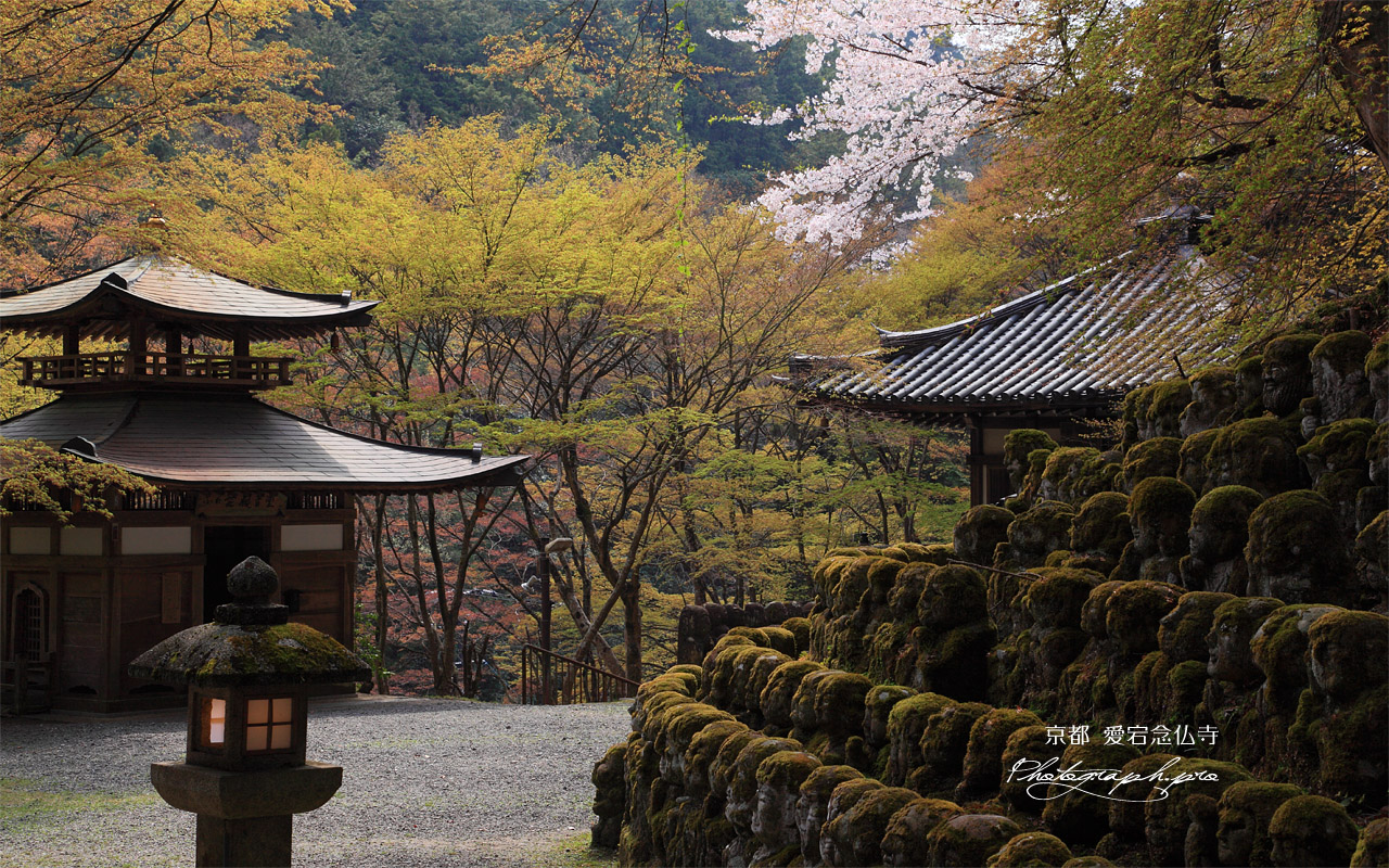 愛宕念仏寺の桜と萌える木々 壁紙