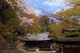 桜咲く愛宕念仏寺本堂と観音堂