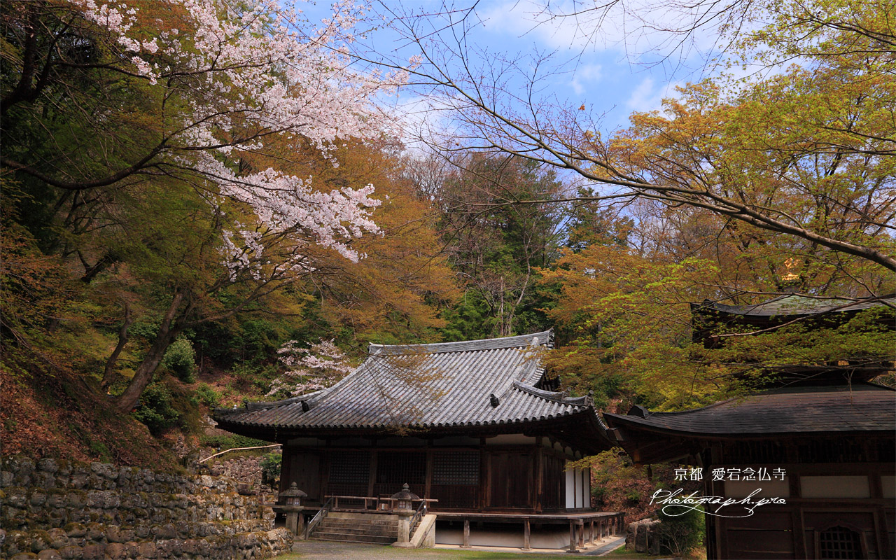 桜咲く愛宕念仏寺本堂と観音堂 壁紙