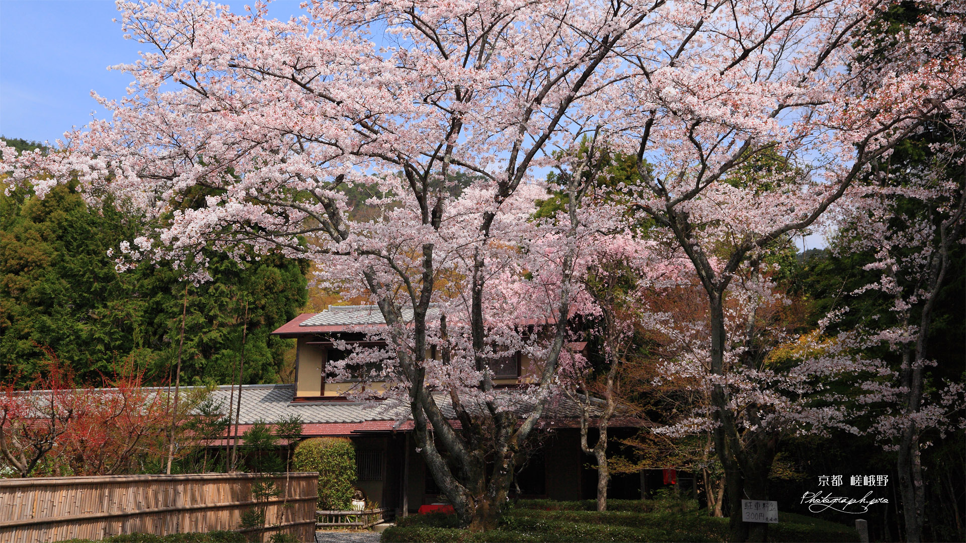 北嵯峨の桜