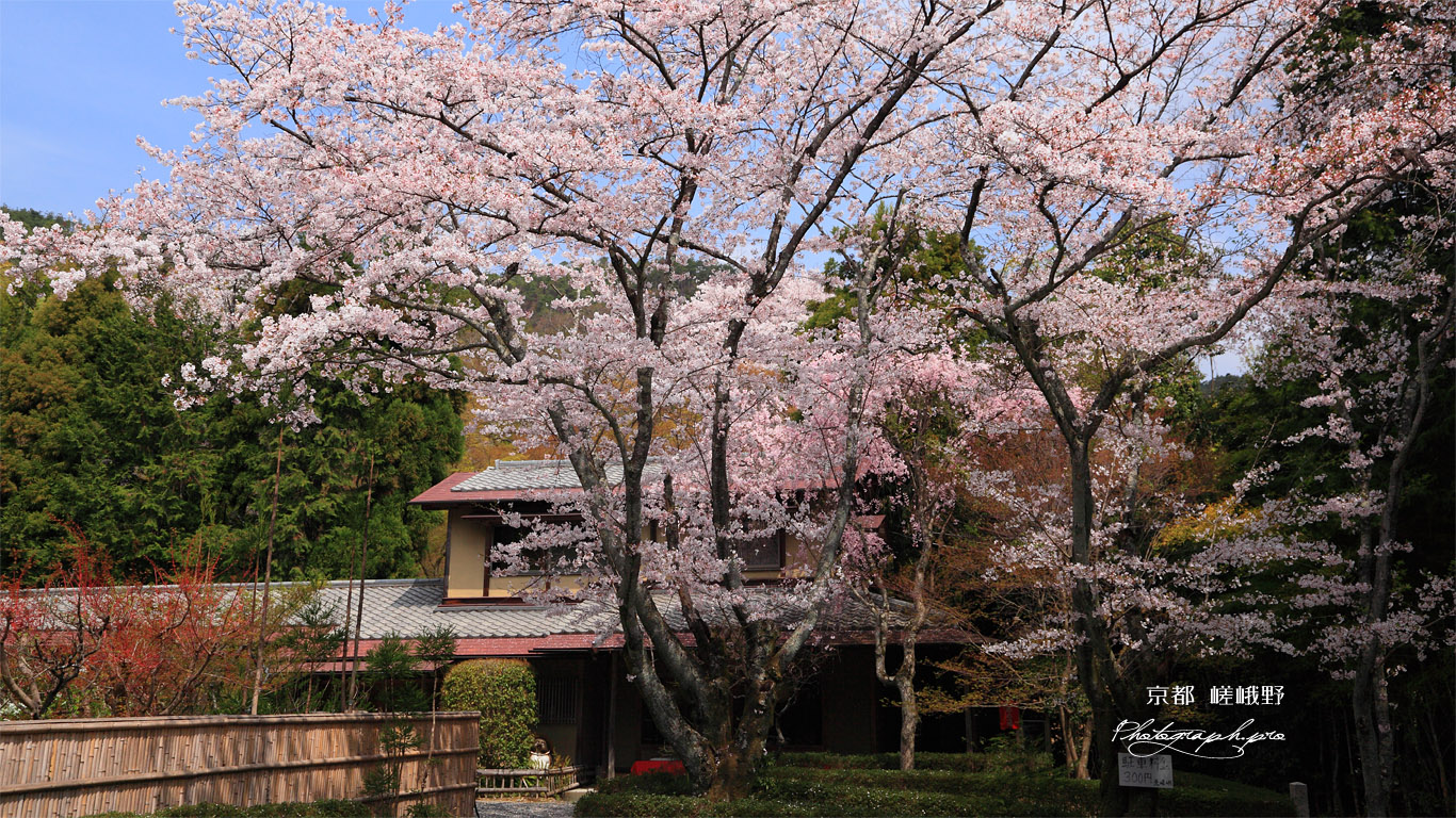 北嵯峨の桜 壁紙