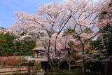 北嵯峨の桜