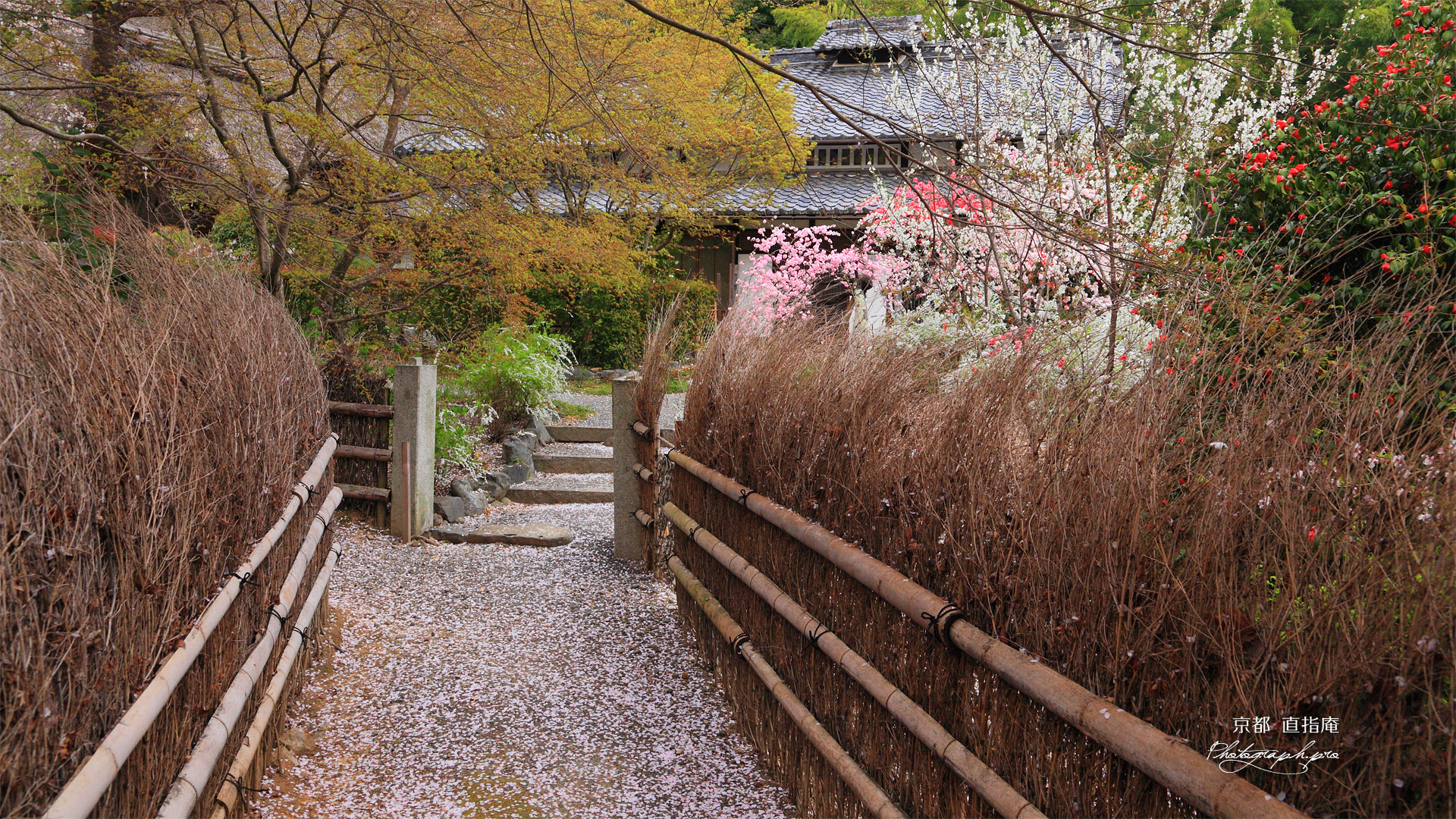 直指庵修練道場の花桃