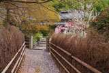 直指庵修練道場の花桃