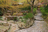 京都直指庵 参道と庭園の散桜