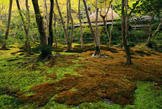 祇王寺