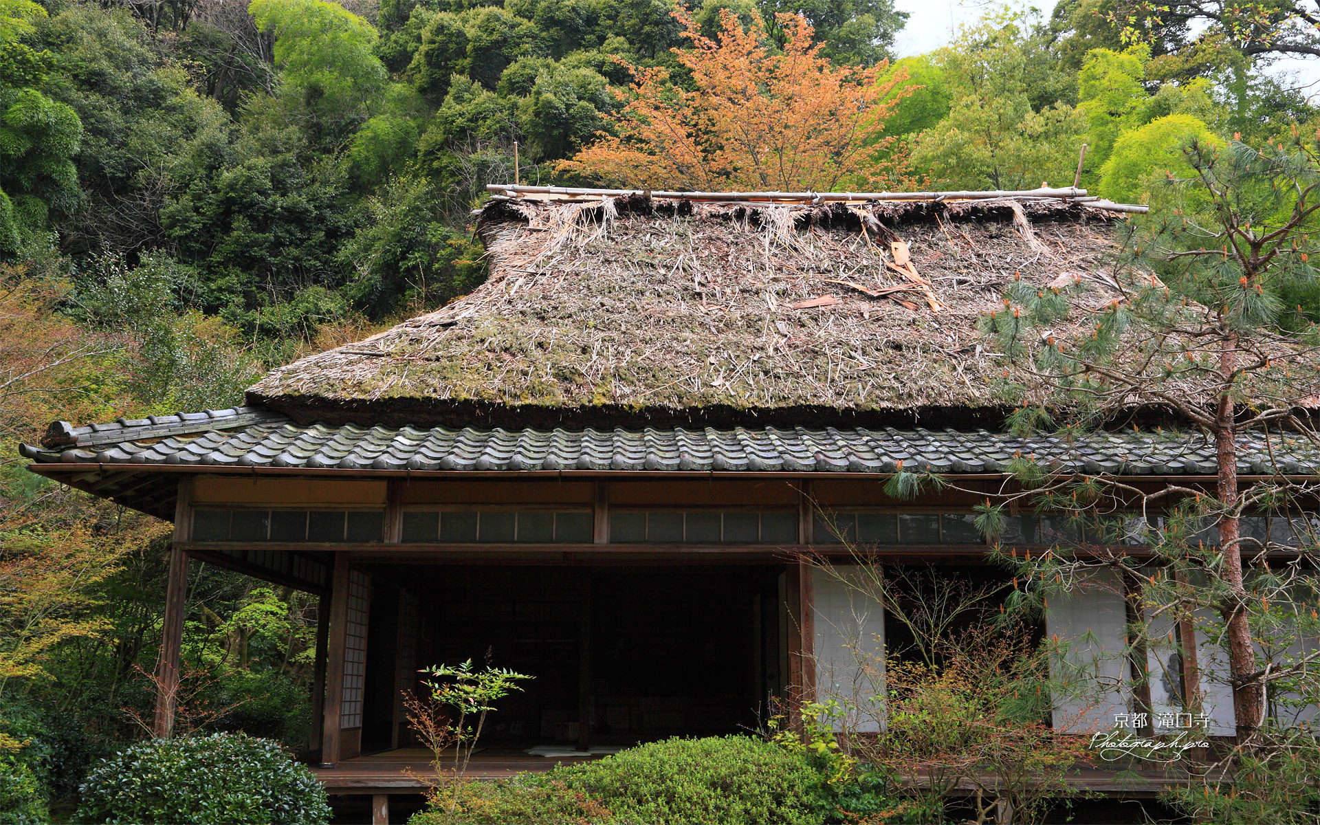 滝口寺 本堂と葉桜