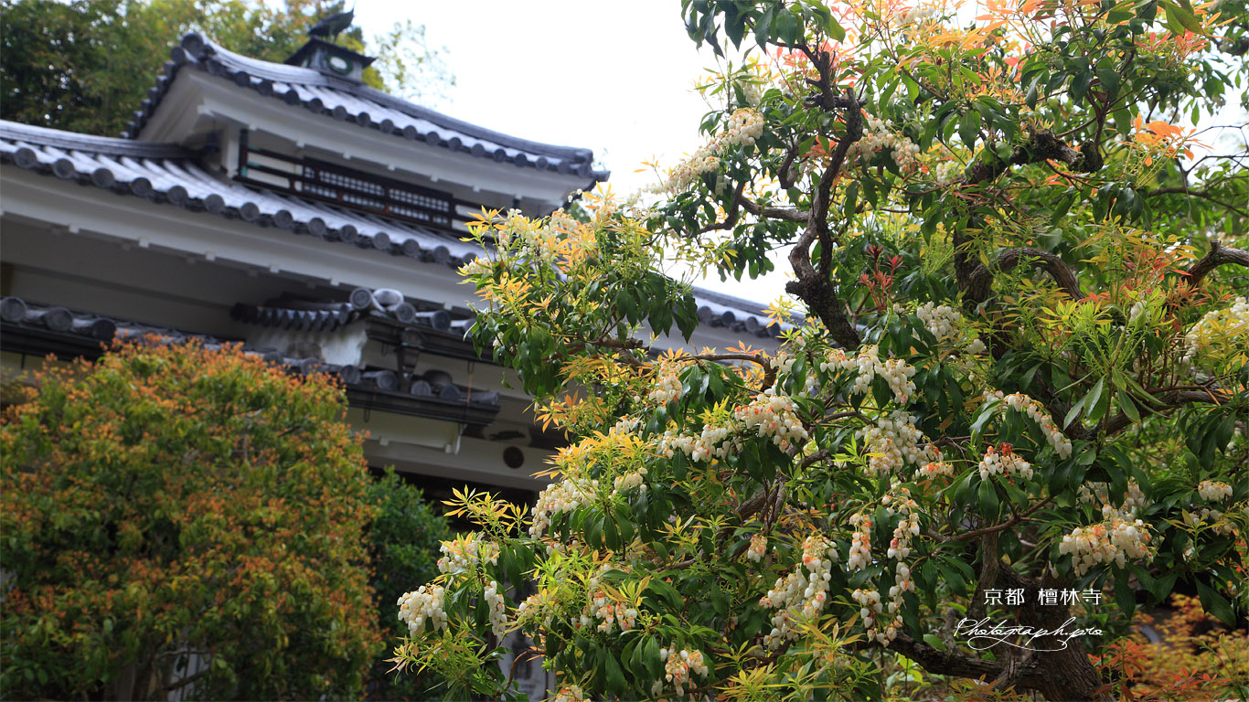 檀林寺 アセビと本堂 壁紙