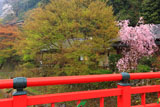 京都清滝 渡猿橋と紅枝垂桜
