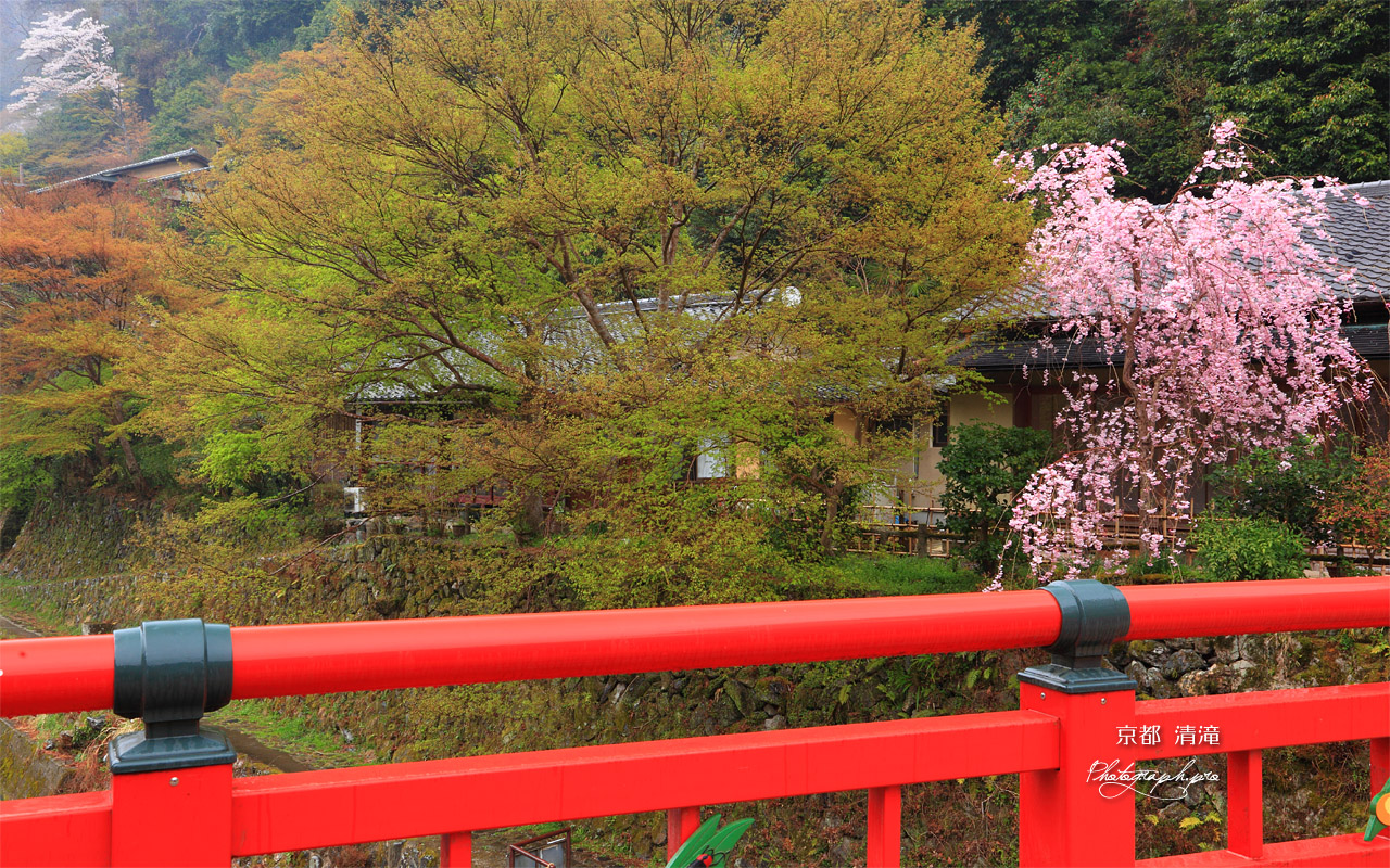 京都清滝 渡猿橋と紅枝垂桜 壁紙