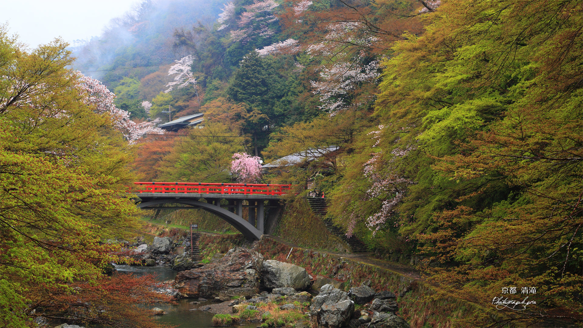 京都清滝 ヤマザクラと渡猿橋