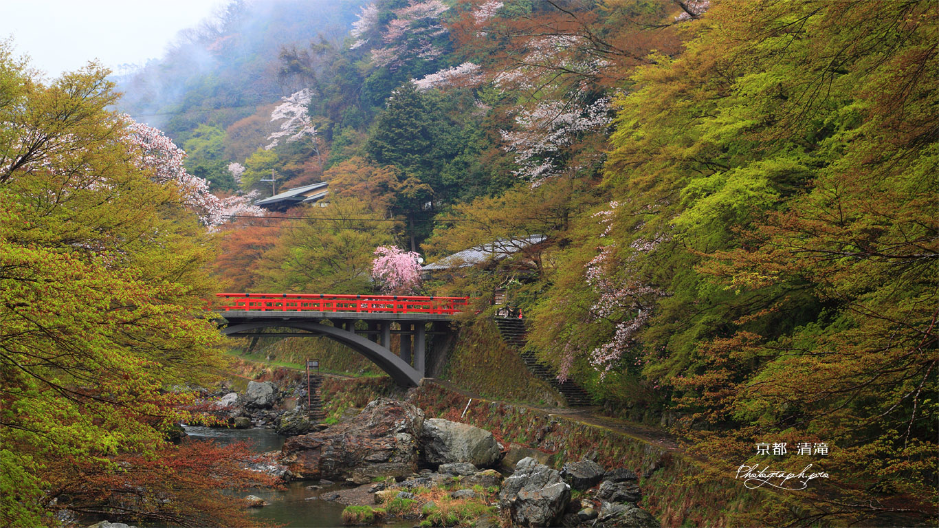京都清滝 ヤマザクラと渡猿橋 壁紙