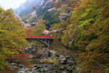 京都清滝 ヤマザクラと渡猿橋