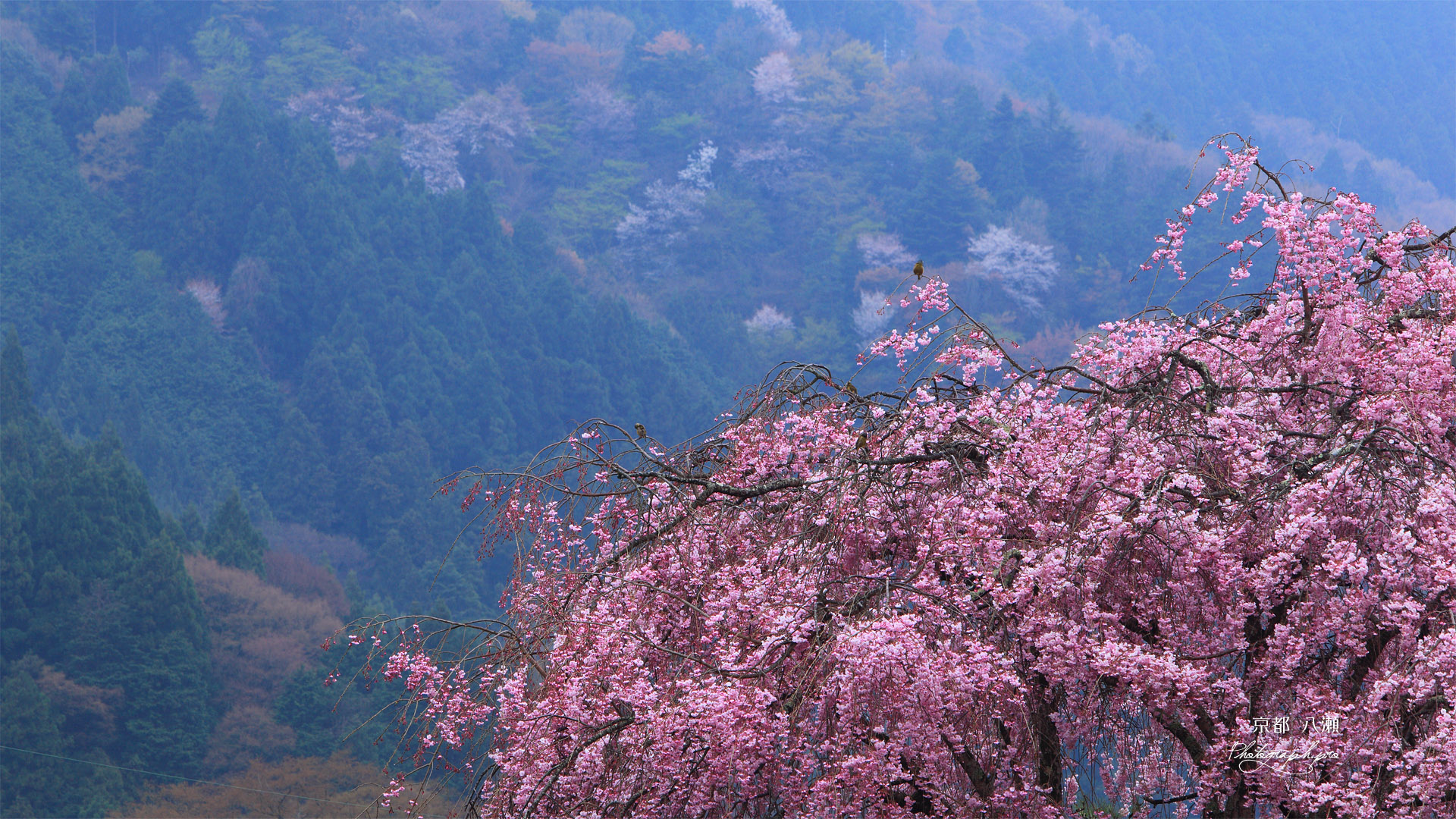 京都八瀬 花霞