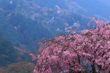 京都八瀬 花霞