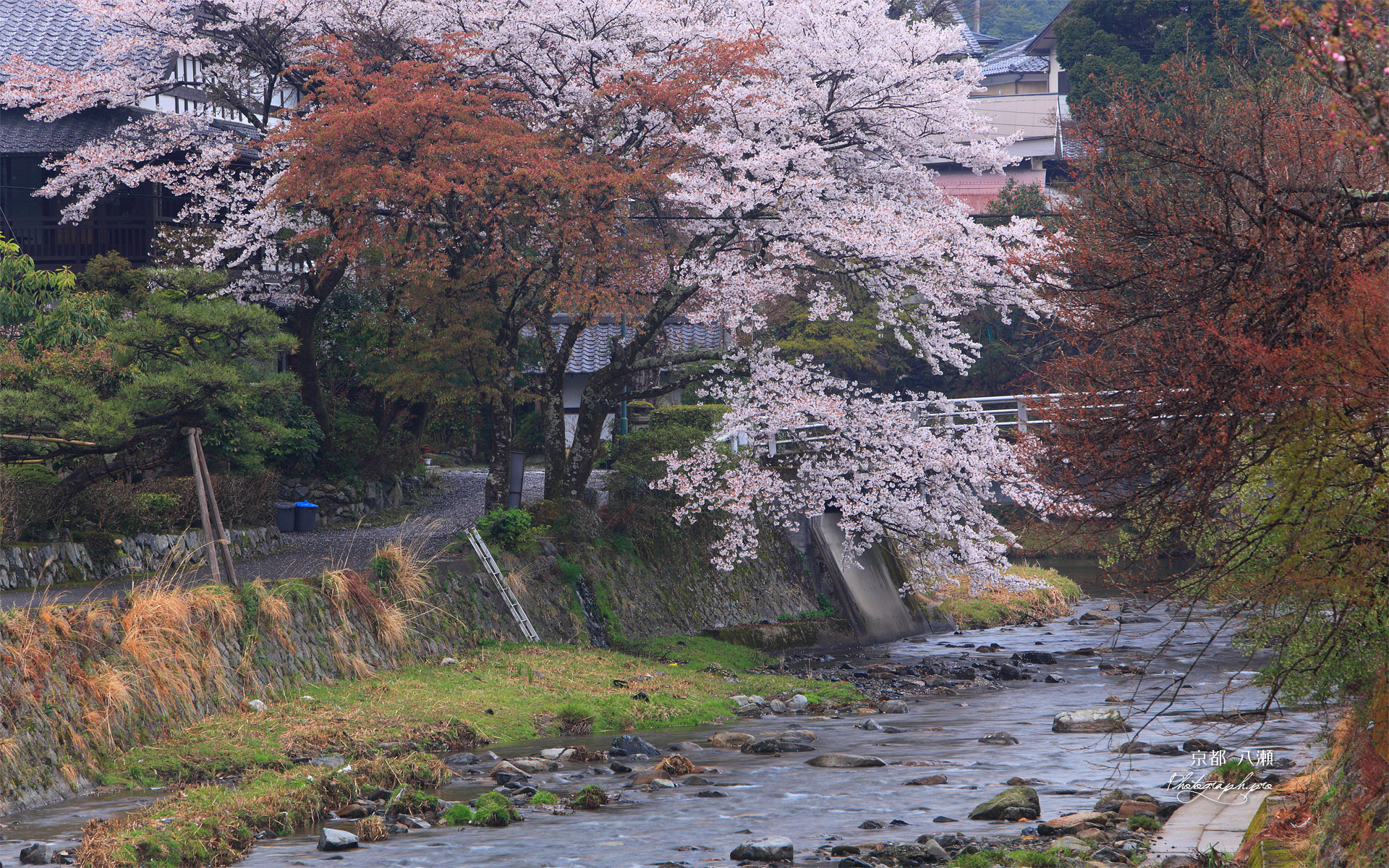 京都八瀬 ふるさとの桜