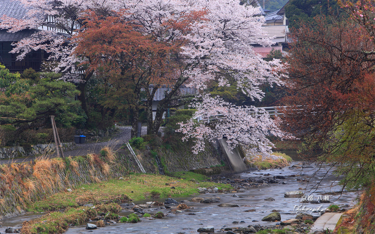 京都八瀬 ふるさとの桜 壁紙