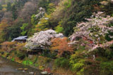 京都八瀬 桜と平八茶屋