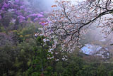 山桜と霧の西明寺山内