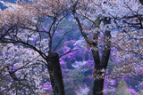 山桜と三つ葉ツツジ