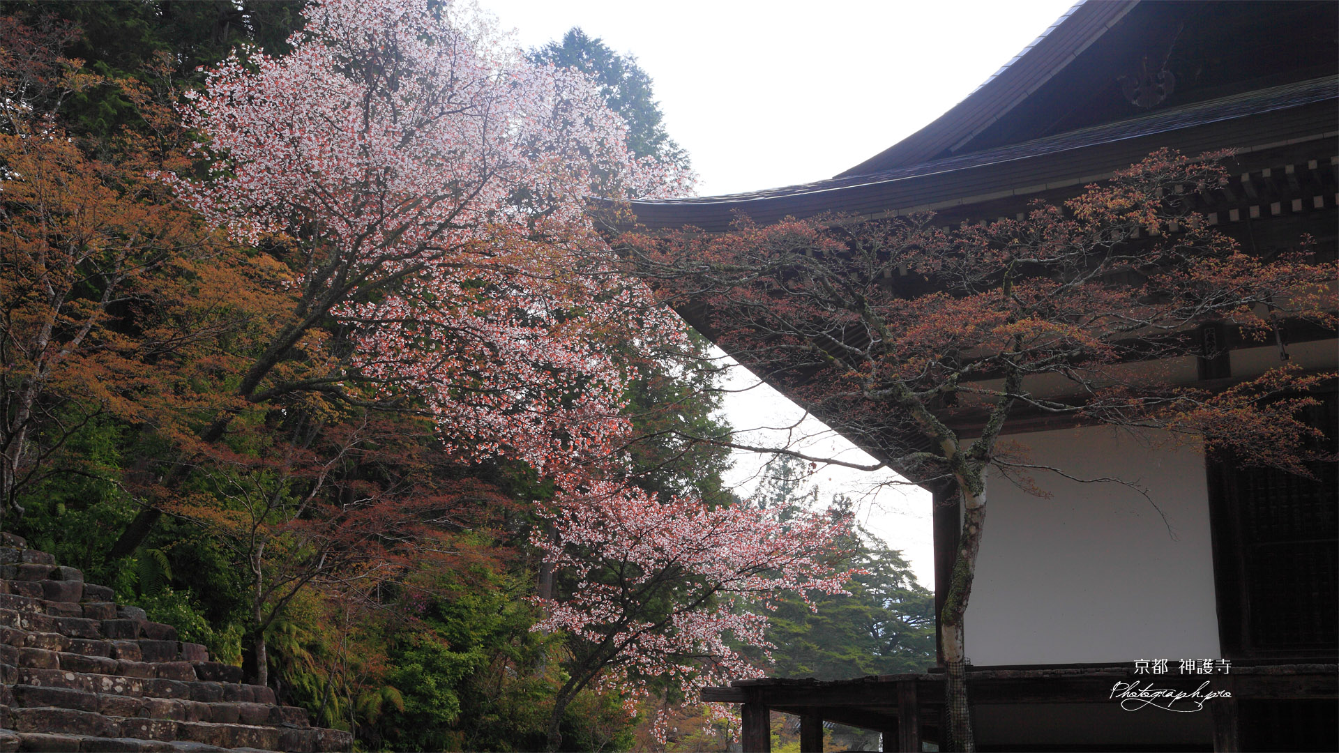 神護寺五大堂と山桜