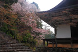神護寺五大堂と山桜