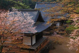 神護寺 桜の五大堂と毘沙門堂