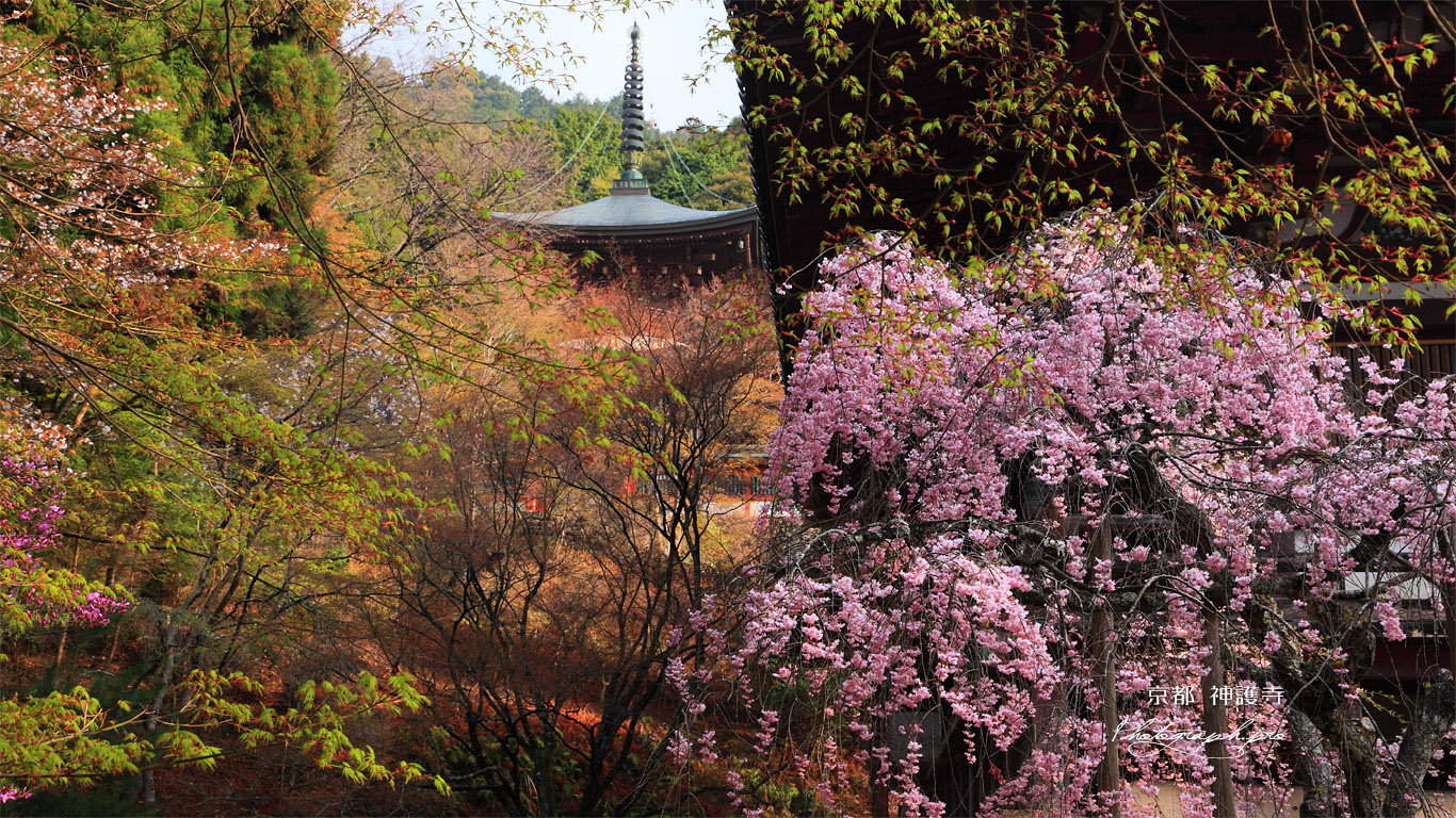 神護寺 枝垂桜と多宝塔 壁紙