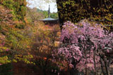 神護寺 枝垂桜と多宝塔
