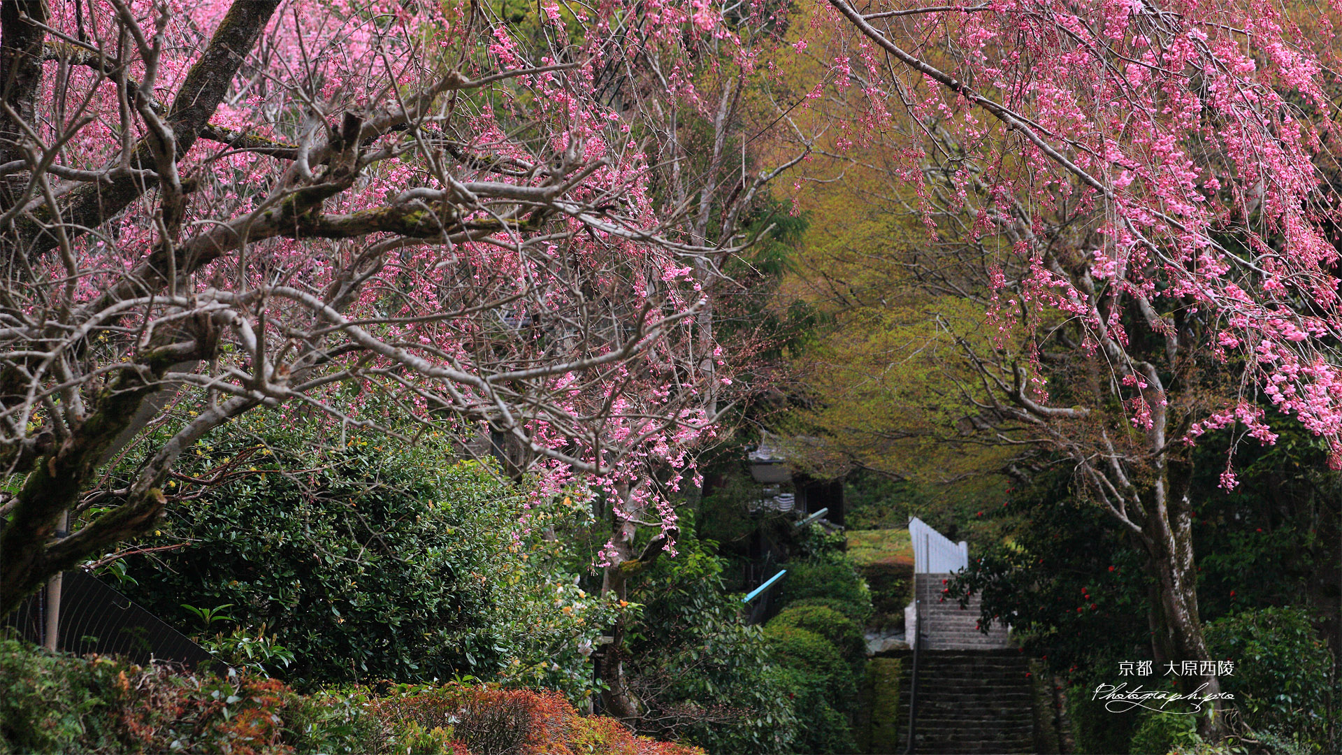 寂光院 紅枝垂桜と大原西陵