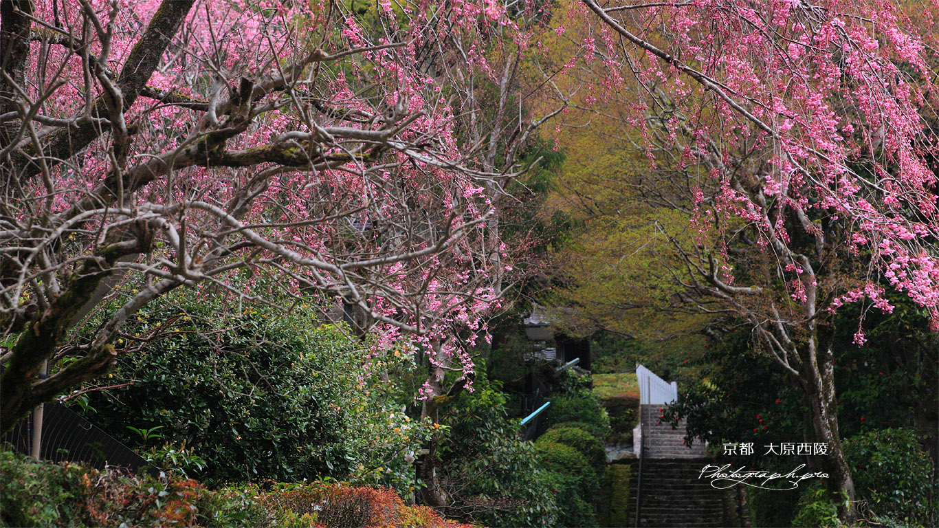 寂光院 紅枝垂桜と大原西陵 壁紙