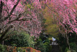 寂光院 紅枝垂桜と大原西陵