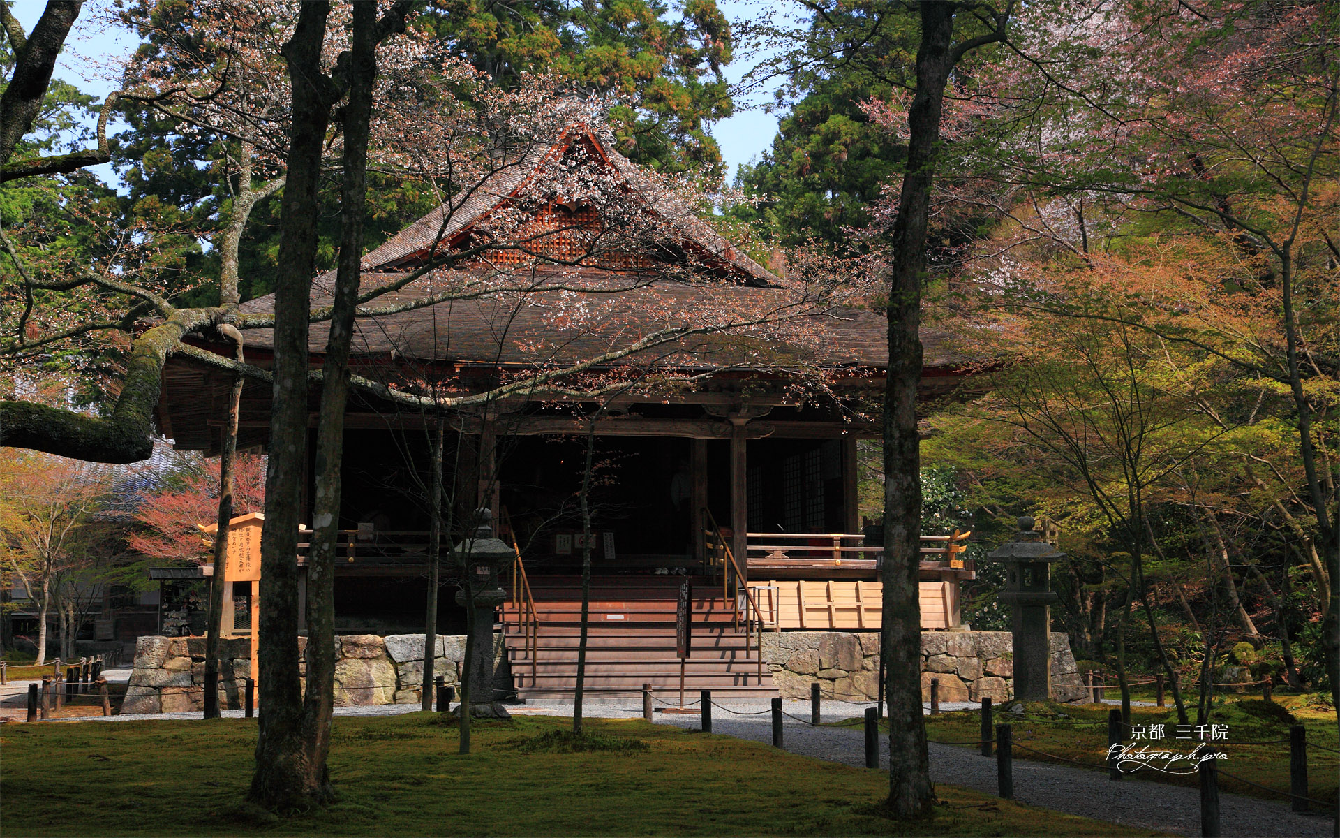 三千院の山桜と往生極楽院