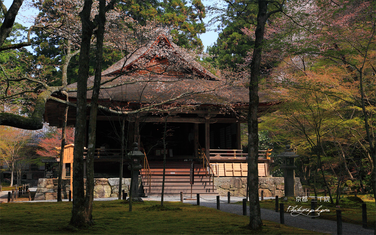 三千院の山桜と往生極楽院 壁紙