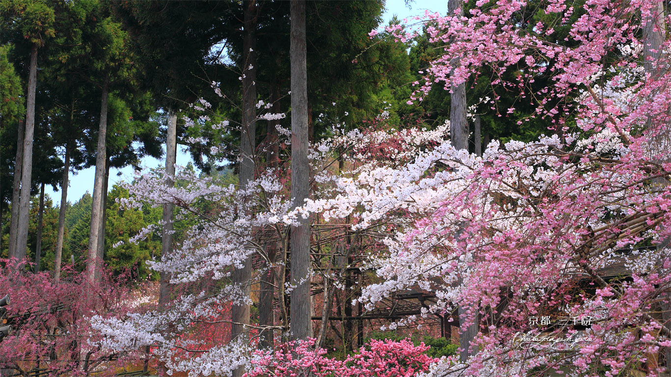 三千院の枝垂れ桜と北山杉 壁紙