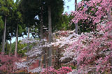 三千院の枝垂れ桜と北山杉