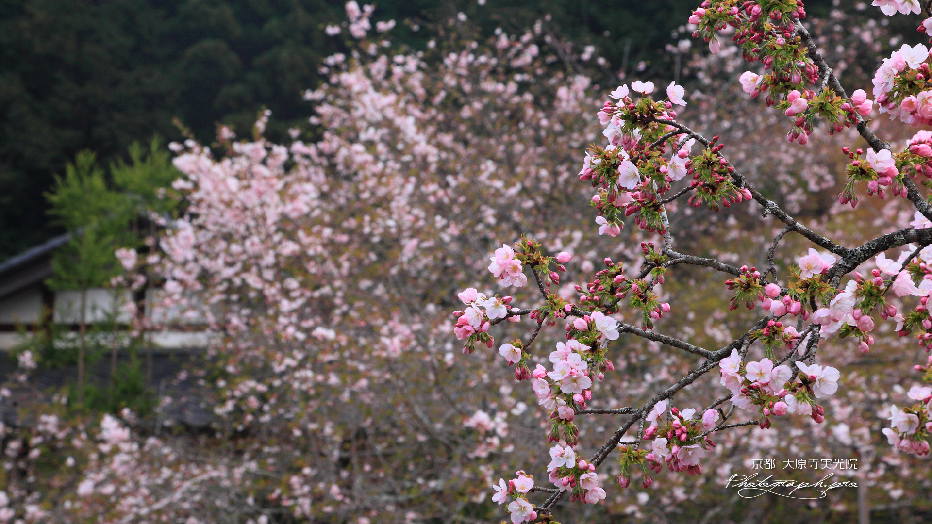 大原寺実光院 里桜と不断桜