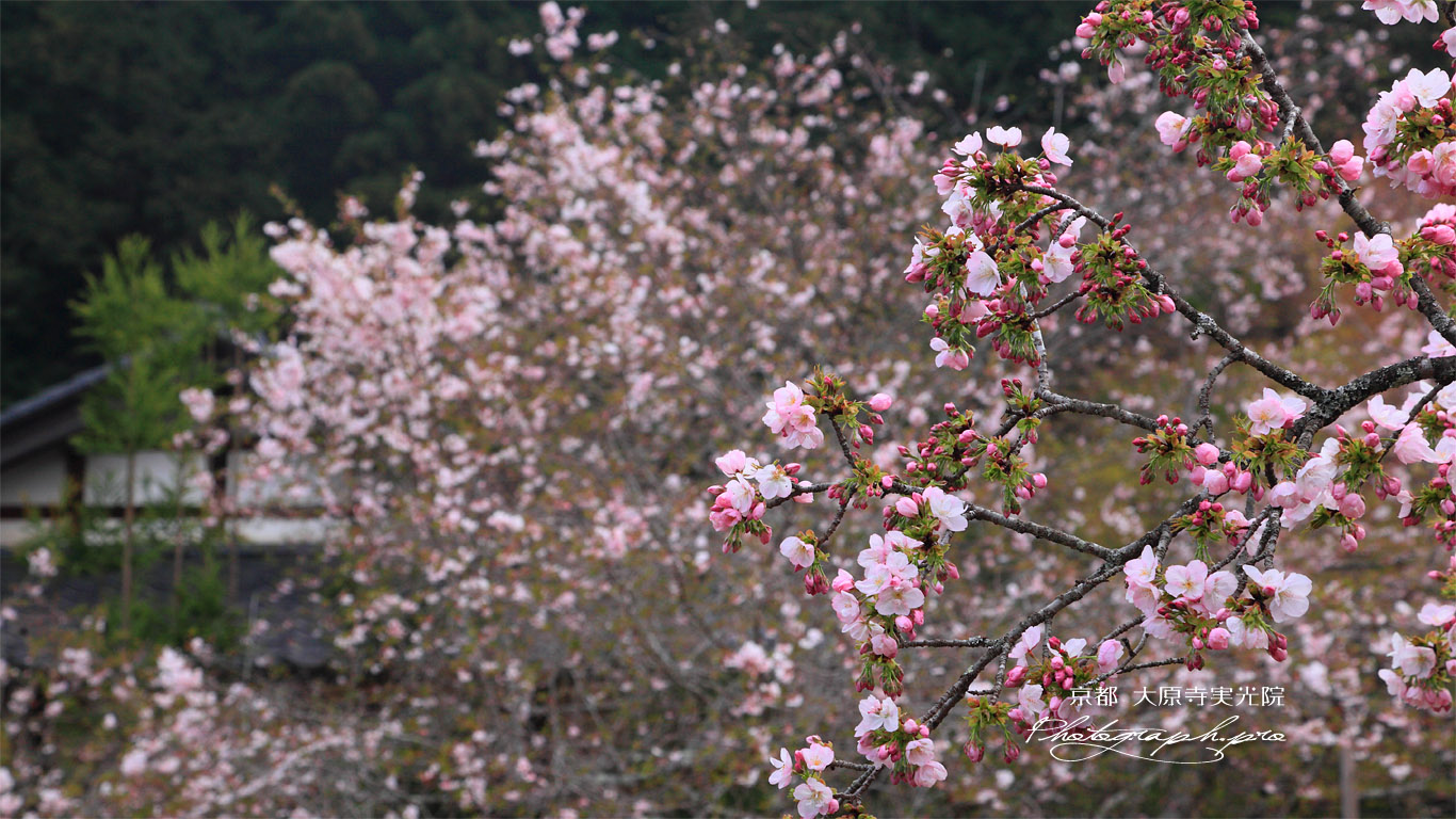 大原寺実光院 里桜と不断桜 壁紙