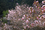 大原寺実光院 里桜と不断桜