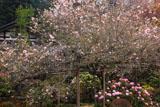 大原寺実光院 石楠花と不断桜