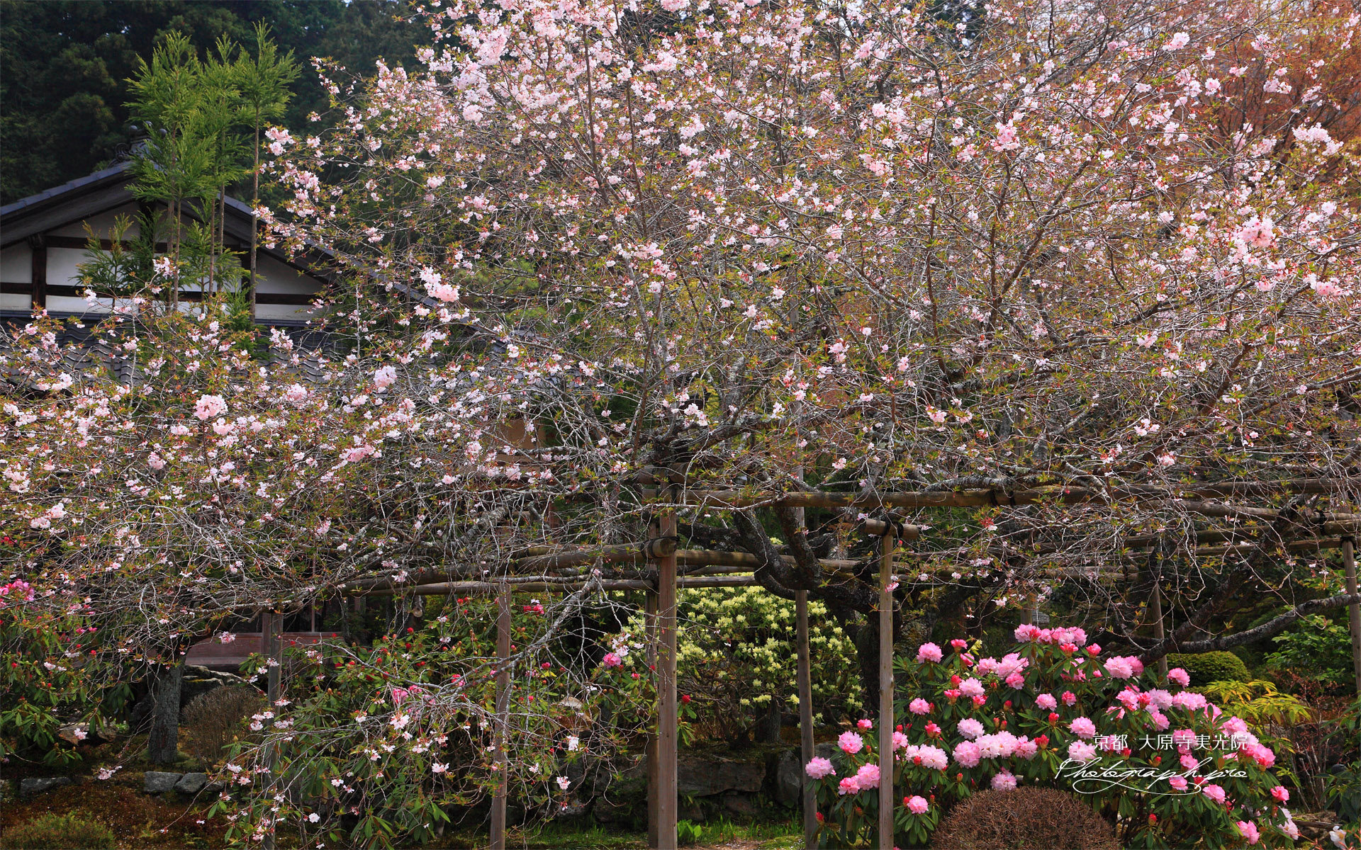 大原寺実光院 石楠花と不断桜