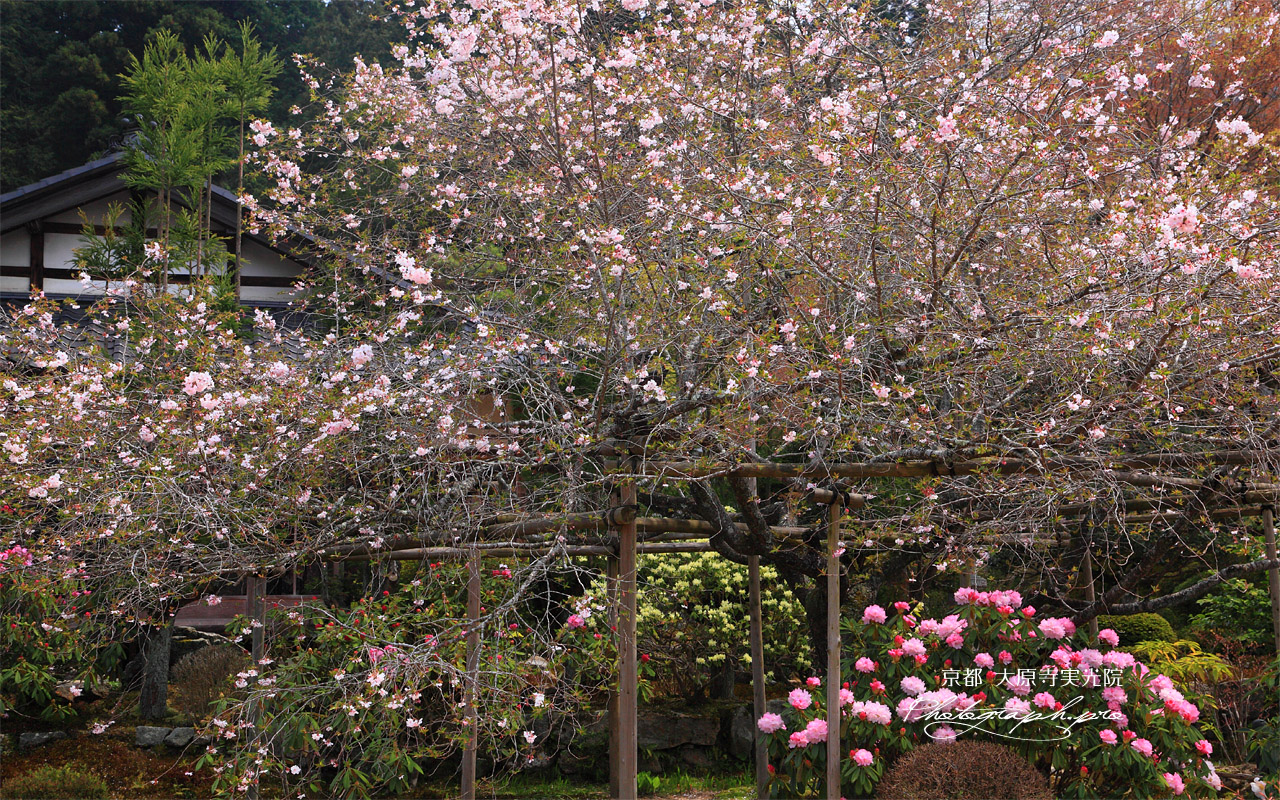 大原寺実光院 石楠花と不断桜 壁紙