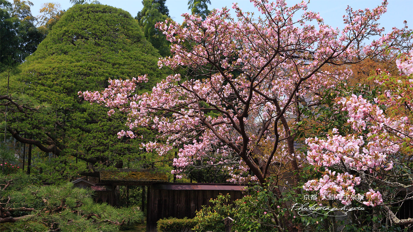 大原寺宝泉院 里桜と五葉乃松 壁紙