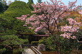大原寺宝泉院 里桜と五葉乃松